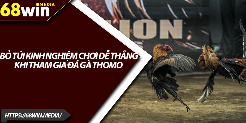 Đá Gà Thomo 68win – Trải Nghiệm Cá Cược Hấp Dẫn 4 Bỏ túi kinh nghiệm chơi dễ thắng khi tham gia đá gà Thomo