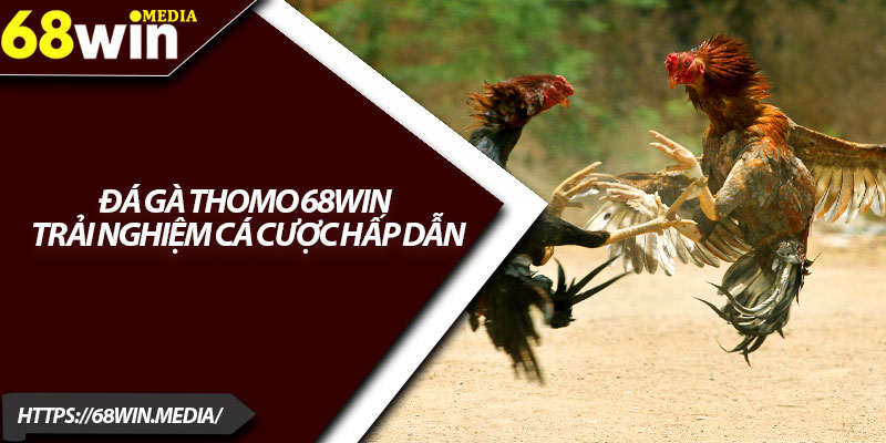 Đá Gà Thomo 68win – Trải Nghiệm Cá Cược Hấp Dẫn 1 Da Ga Thomo 68win – Trai Nghiem Ca Cuoc Hap Dan