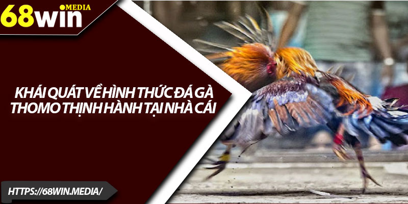 Đá Gà Thomo 68win – Trải Nghiệm Cá Cược Hấp Dẫn 2 Khái quát về hình thức đá gà Thomo thịnh hành tại nhà cái